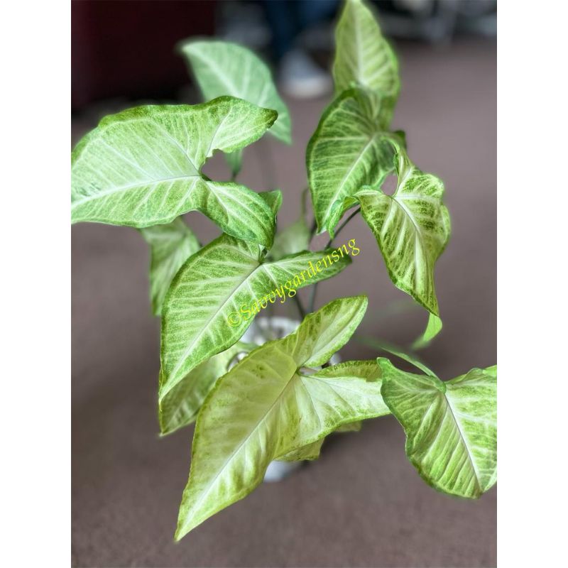 Syngonium White Butterfly Plant - Savvy Gardens Centre