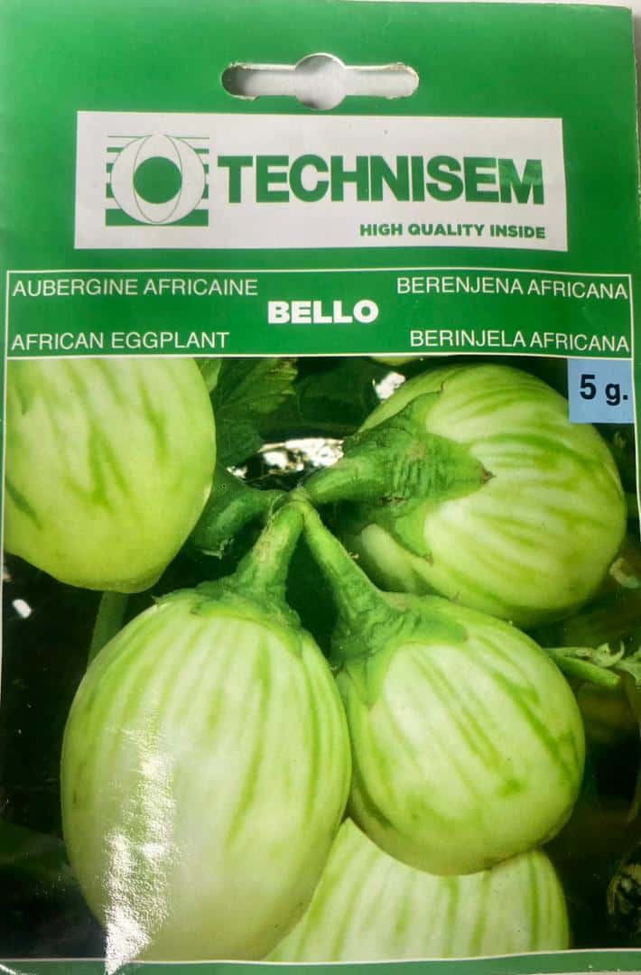 Technisem African Egg plant Seeds - LGC