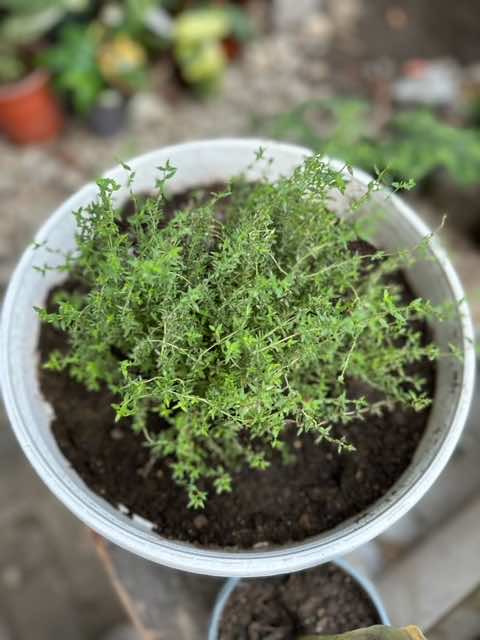 Thyme Potted Herb 20cm - LGC