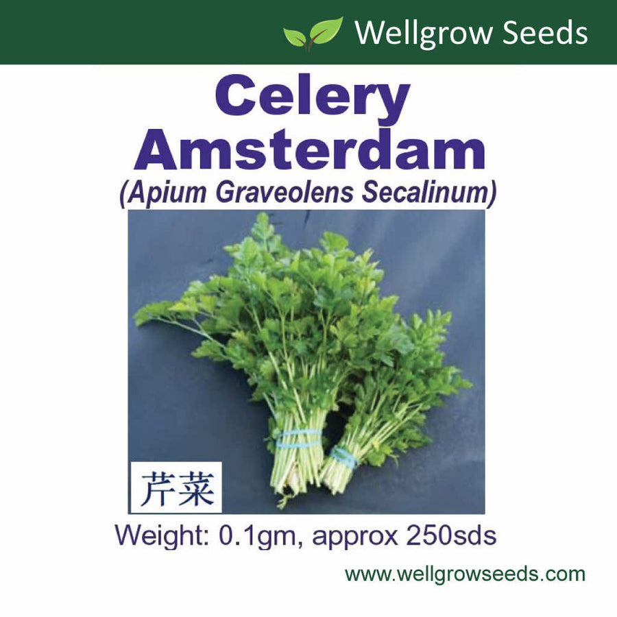Wellgrow Celery Amsterdam Seeds - LGC